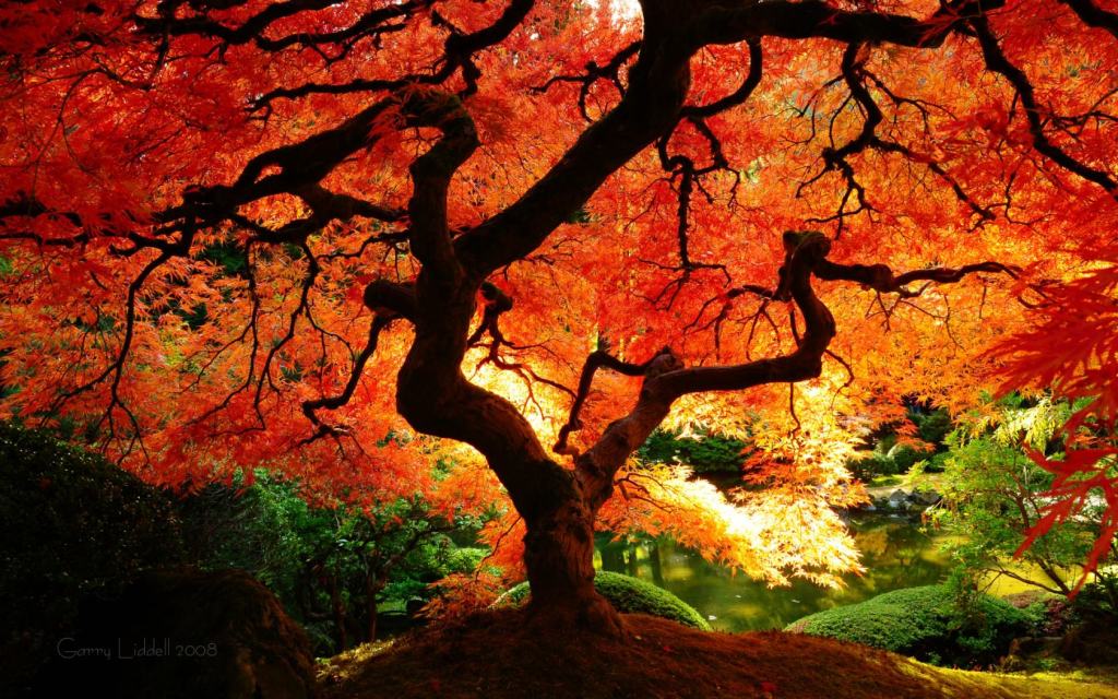japanese_maple_in_fall_color_1680x1050